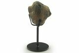 Fossil Mosasaur Jaw Section with Metal Stand - Texas #377841-1